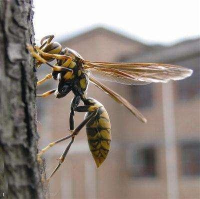 蜂子蛰了怎样处理，蜜蜂蛰了怎么处理好得快食用醋（外出游玩被蜂蛰、被蛇咬怎么办）