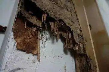 下雨后有很多飞虫是什么原因，下雨天屋里有很多飞虫（最近暴雨后出现大量小飞虫）