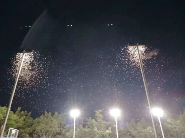 下雨后有很多飞虫是什么原因，下雨天屋里有很多飞虫（最近暴雨后出现大量小飞虫）