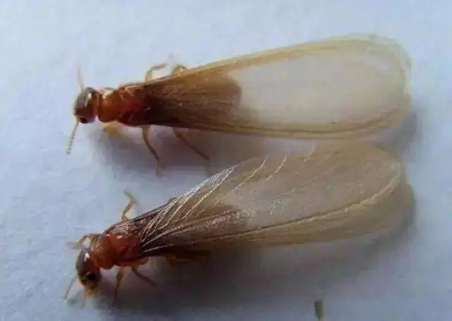 下雨后有很多飞虫是什么原因，下雨天屋里有很多飞虫（最近暴雨后出现大量小飞虫）