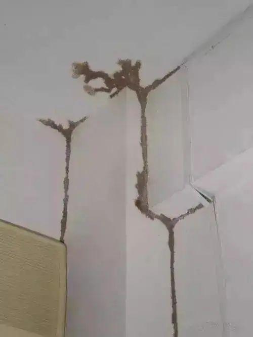 下雨后有很多飞虫是什么原因，下雨天屋里有很多飞虫（最近暴雨后出现大量小飞虫）