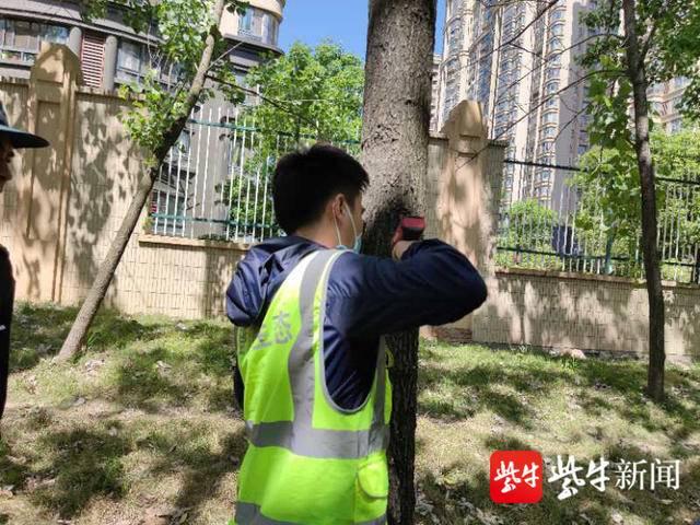 杨树的资料，生长15年的速生杨树（杨树的资料视频）