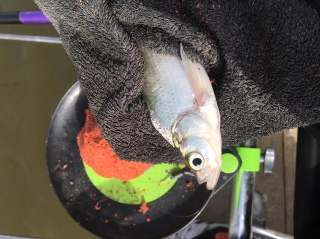 天津钓鱼网论坛，寻觅天津野钓钓鱼达人 水壶哥（说说心得希望对钓友有帮助）