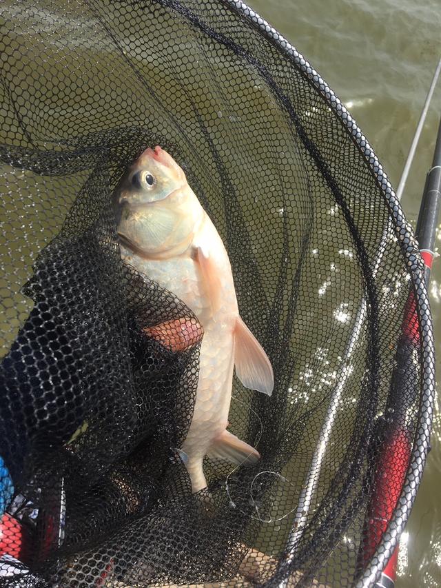 天津钓鱼网论坛，寻觅天津野钓钓鱼达人 水壶哥（说说心得希望对钓友有帮助）