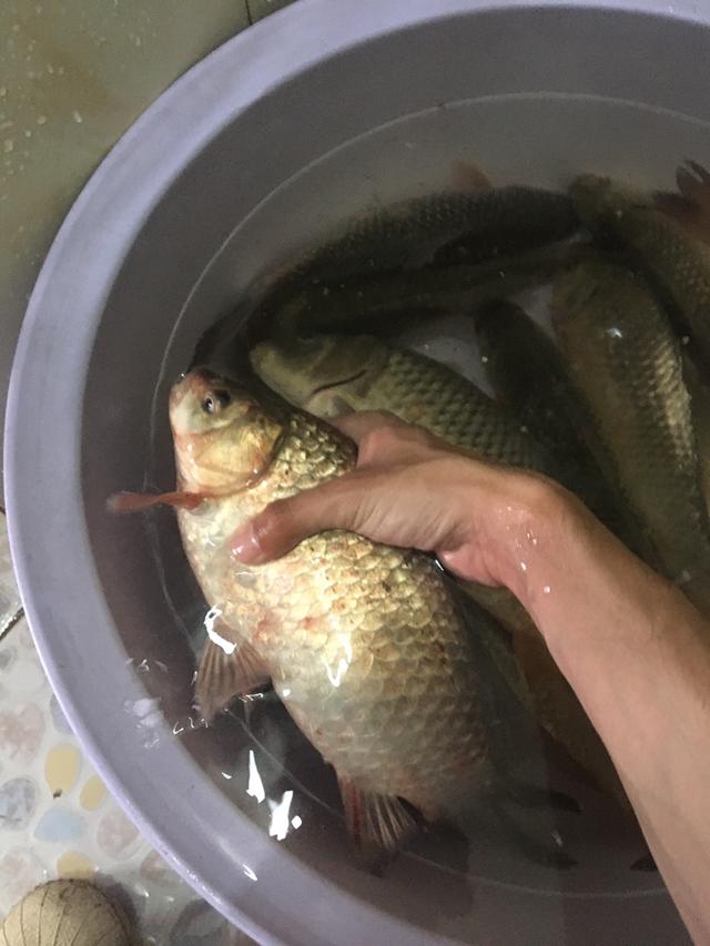 天津钓鱼网论坛，寻觅天津野钓钓鱼达人 水壶哥（说说心得希望对钓友有帮助）