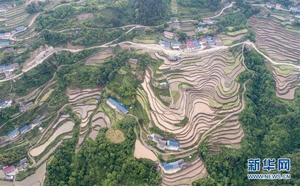 插秧是什么季节（湖北秭归：初夏时节插秧忙）