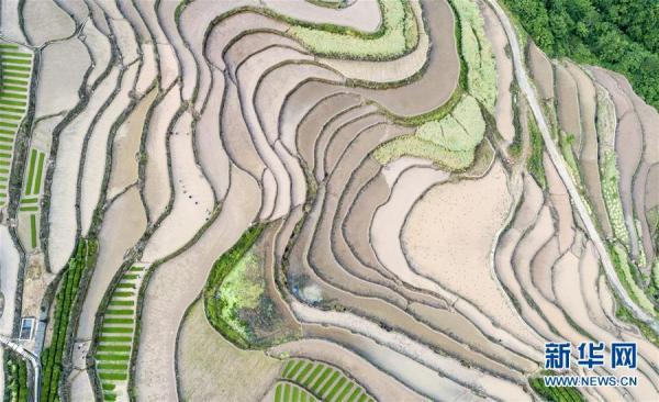 插秧是什么季节（湖北秭归：初夏时节插秧忙）