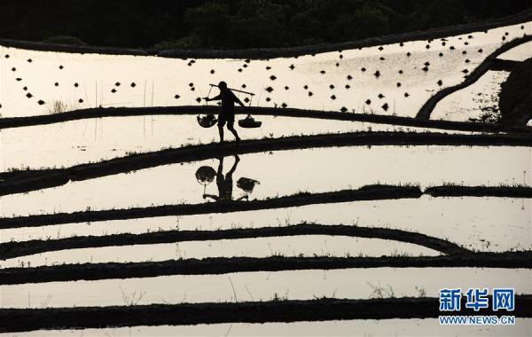 插秧是什么季节（湖北秭归：初夏时节插秧忙）