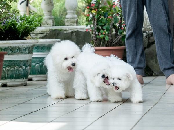 40天的小猫吃什么食物，小猫吃什么食物有营养（　达人告诉你是猫狗成长的关键）