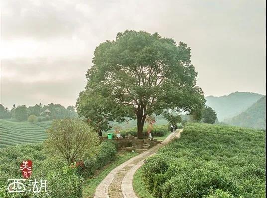 杭州西湖美景推荐，介绍一下杭州西湖的美景（杭州西湖区有十大宝藏网红打卡点）