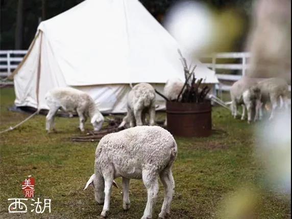 杭州西湖美景推荐，介绍一下杭州西湖的美景（杭州西湖区有十大宝藏网红打卡点）