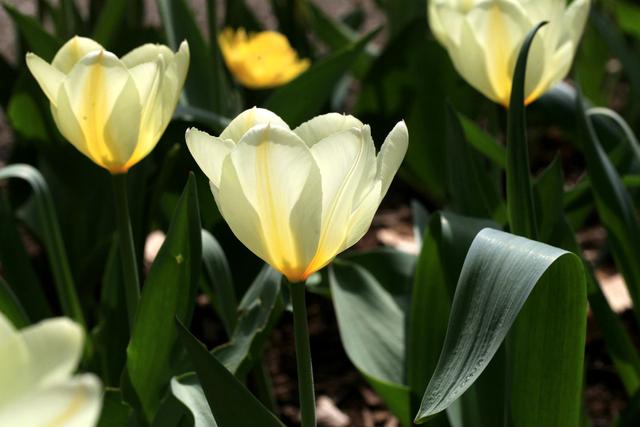 郁金香是哪个国家的国花，郁金香是哪国的国花（郁金香——学名：Tulipa）