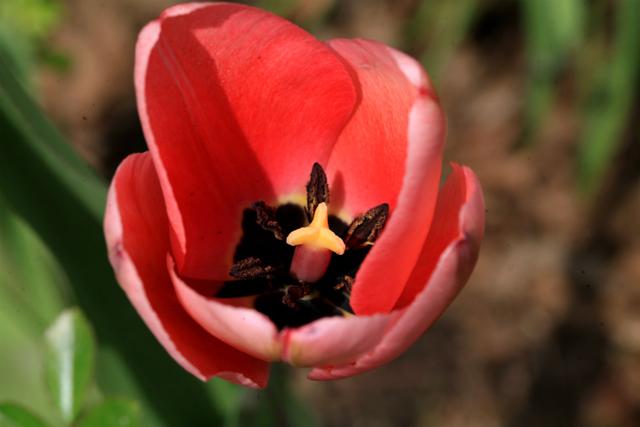 郁金香是哪个国家的国花，郁金香是哪国的国花（郁金香——学名：Tulipa）