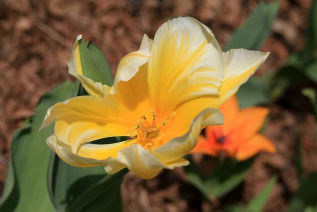 郁金香是哪个国家的国花，郁金香是哪国的国花（郁金香——学名：Tulipa）