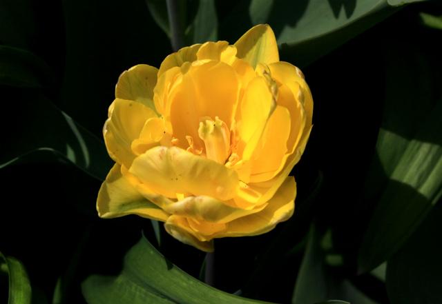 郁金香是哪个国家的国花，郁金香是哪国的国花（郁金香——学名：Tulipa）