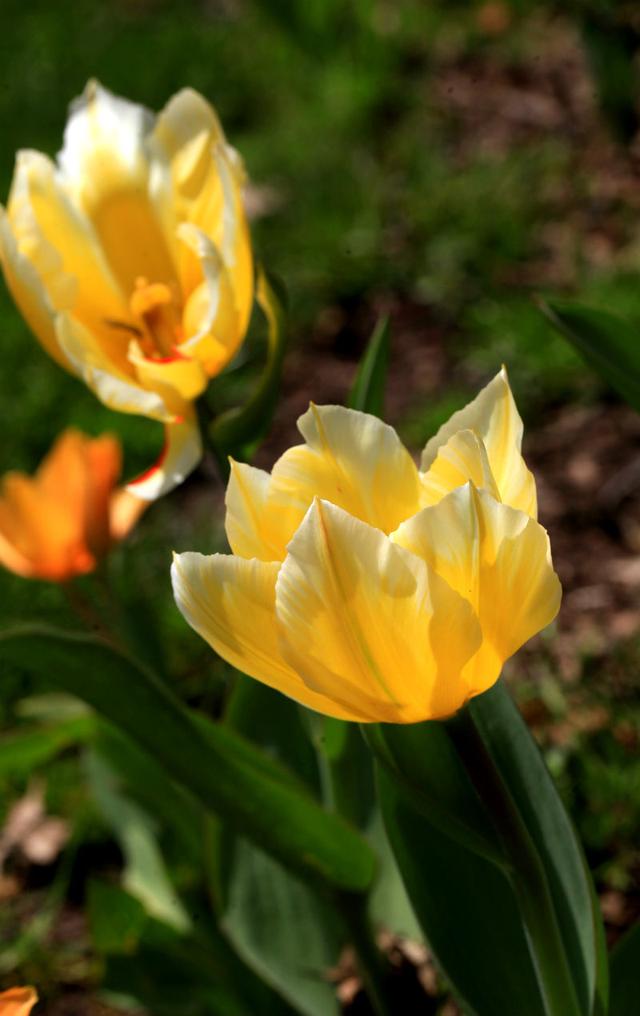 郁金香是哪个国家的国花，郁金香是哪国的国花（郁金香——学名：Tulipa）