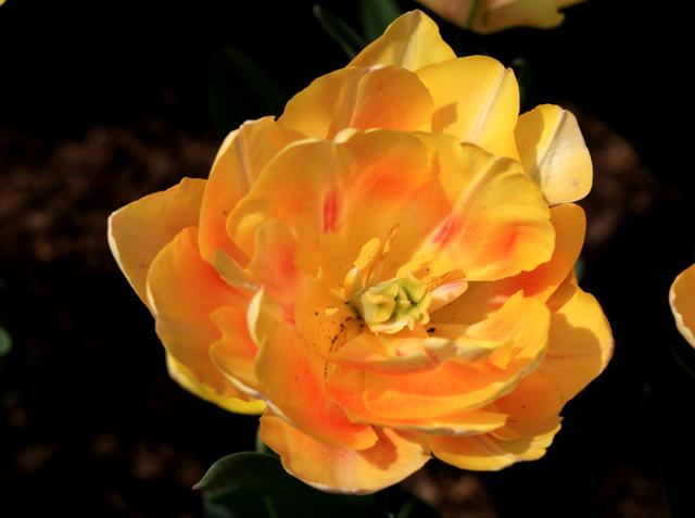 郁金香是哪个国家的国花，郁金香是哪国的国花（郁金香——学名：Tulipa）