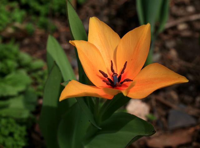 郁金香是哪个国家的国花，郁金香是哪国的国花（郁金香——学名：Tulipa）