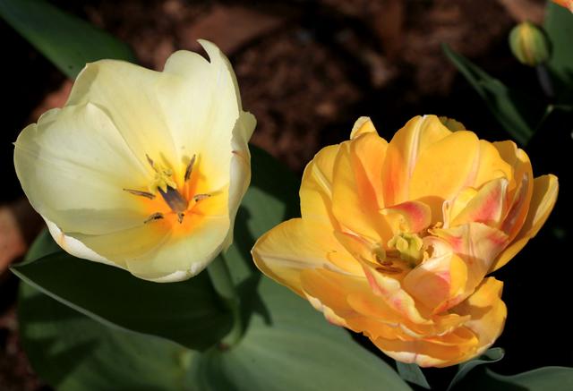 郁金香是哪个国家的国花，郁金香是哪国的国花（郁金香——学名：Tulipa）