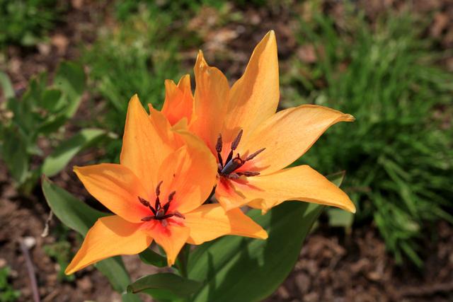 郁金香是哪个国家的国花，郁金香是哪国的国花（郁金香——学名：Tulipa）