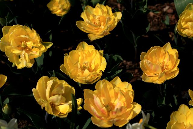 郁金香是哪个国家的国花，郁金香是哪国的国花（郁金香——学名：Tulipa）