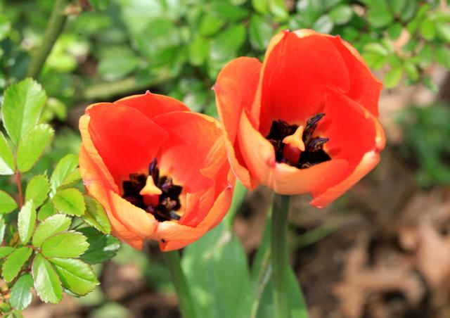 郁金香是哪个国家的国花，郁金香是哪国的国花（郁金香——学名：Tulipa）