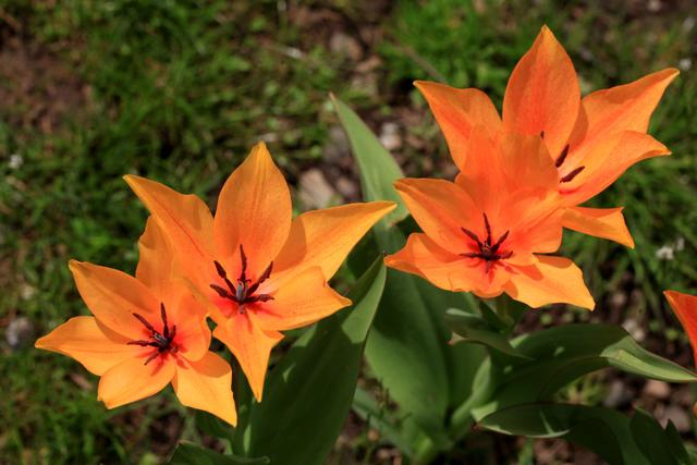 郁金香是哪个国家的国花，郁金香是哪国的国花（郁金香——学名：Tulipa）