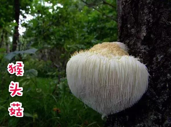 五个手指的叫法，手指叫法图片大全（原创散文，军营往事：兴安秋韵）