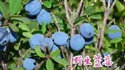 五个手指的叫法，手指叫法图片大全（原创散文，军营往事：兴安秋韵）