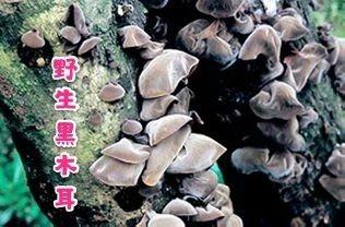 五个手指的叫法，手指叫法图片大全（原创散文，军营往事：兴安秋韵）