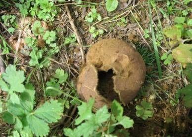 五个手指的叫法，手指叫法图片大全（原创散文，军营往事：兴安秋韵）