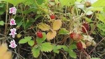 五个手指的叫法，手指叫法图片大全（原创散文，军营往事：兴安秋韵）