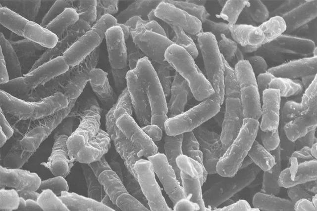 纳豆菌种的起源发展，纳豆菌的农业功效与作用（连日本人都嫌弃的国宝级美食）