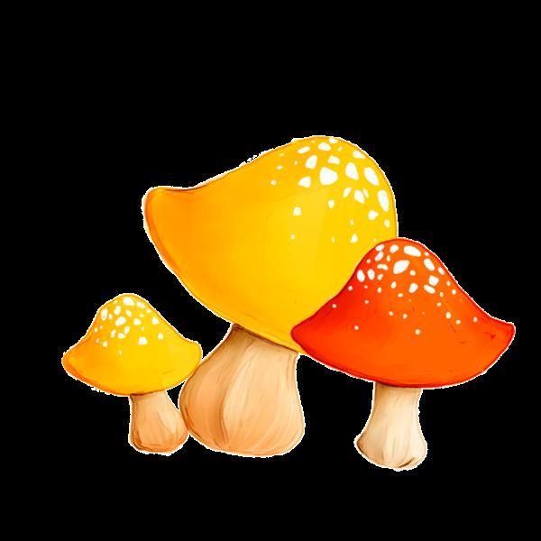 有哪些食用菌和毒菌，颜色朴素的蘑菇没有毒？不可信