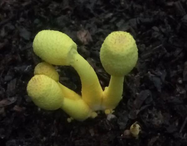 有哪些食用菌和毒菌，颜色朴素的蘑菇没有毒？不可信