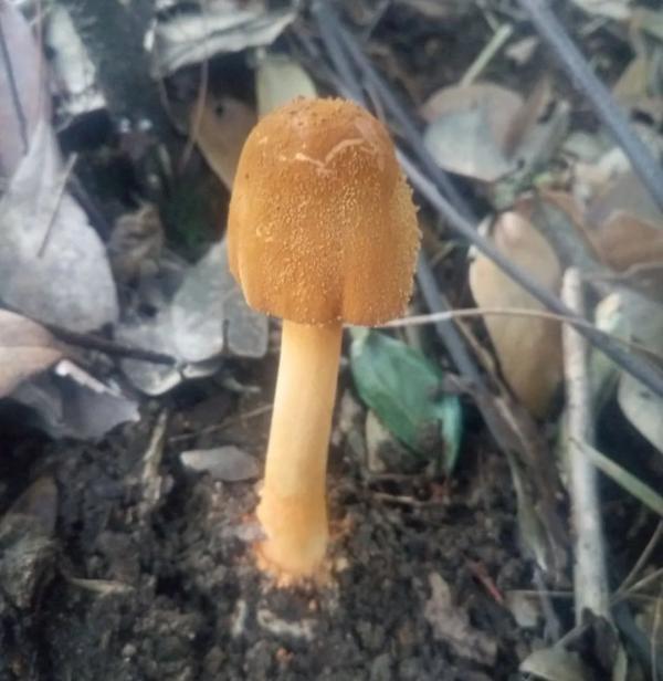 有哪些食用菌和毒菌，颜色朴素的蘑菇没有毒？不可信