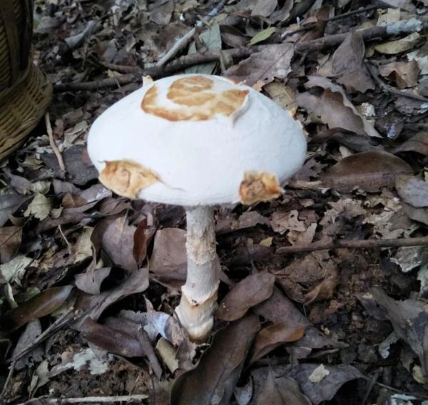 有哪些食用菌和毒菌，颜色朴素的蘑菇没有毒？不可信