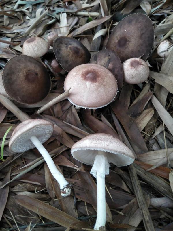 有哪些食用菌和毒菌，颜色朴素的蘑菇没有毒？不可信