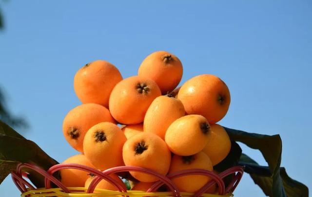 吃枇杷的禁忌，注意，这些人不宜多吃枇杷！