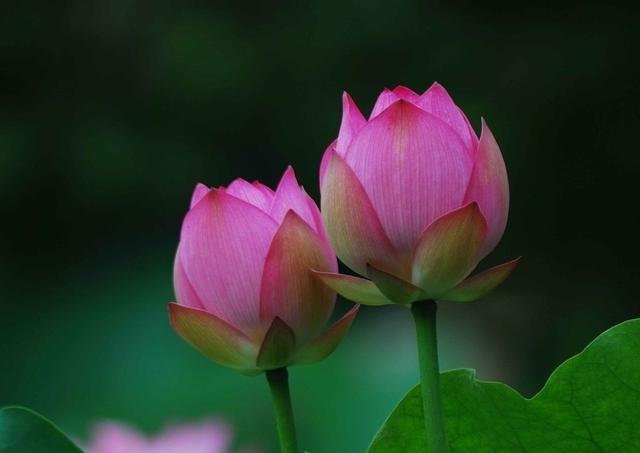 流年花开刺缘故事简介，流年花开小说刺缘（谁持妙笔绘初夏）