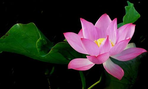 流年花开刺缘故事简介，流年花开小说刺缘（谁持妙笔绘初夏）