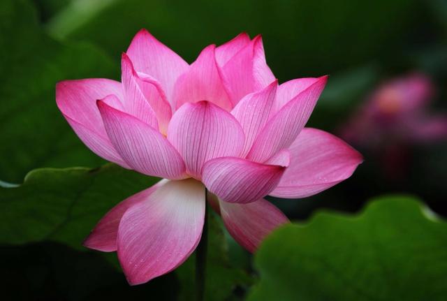 流年花开刺缘故事简介，流年花开小说刺缘（谁持妙笔绘初夏）