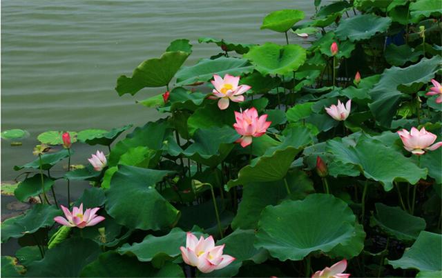 流年花开刺缘故事简介，流年花开小说刺缘（谁持妙笔绘初夏）
