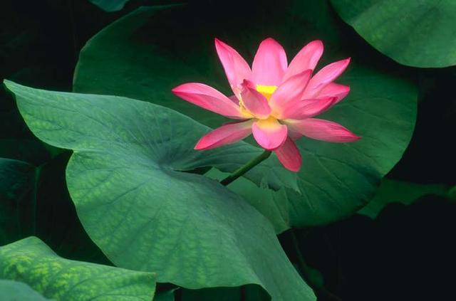 流年花开刺缘故事简介，流年花开小说刺缘（谁持妙笔绘初夏）