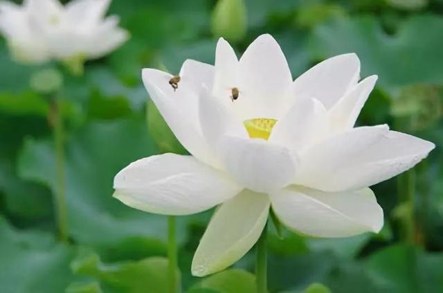 流年花开刺缘故事简介，流年花开小说刺缘（谁持妙笔绘初夏）