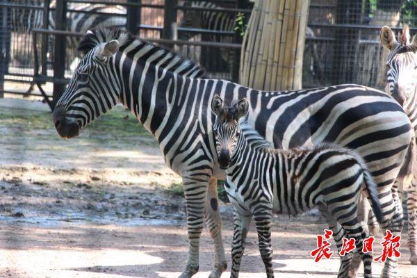 广州动物园喜迎4只黑颈天鹅宝宝，来动物园看刚出生的动物宝宝