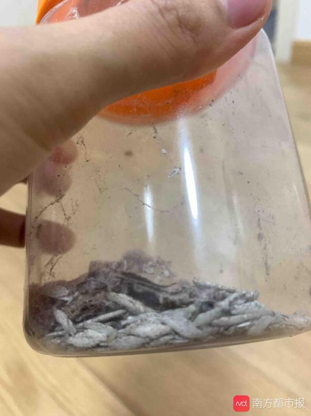 家里有白色的虫子爬的很快叫什么，家里有很多小黑虫（广州一居民家中现小虫）