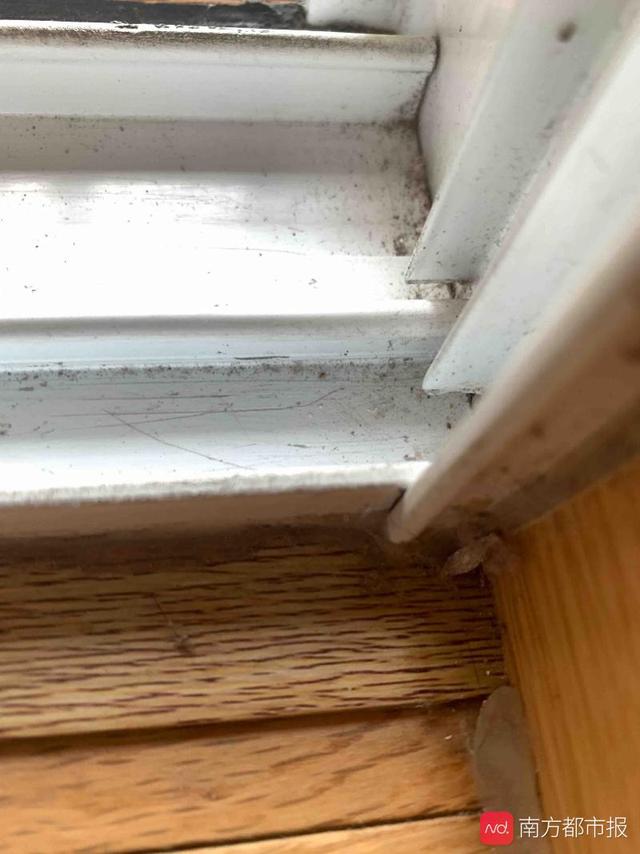 家里有白色的虫子爬的很快叫什么，家里有很多小黑虫（广州一居民家中现小虫）