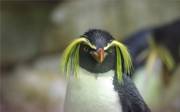 腾讯公司企鹅的由来，企鹅是马化腾的吗（QQlogo的企鹅到底是什么品种）