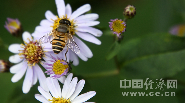 蜜蜂最怕什么颜色，最不吸引蜜蜂的颜色（如何避免蜜蜂或黄蜂侵扰）
